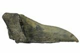 Partial Fossil Megalodon Tooth - Serrated Blade #106942-1